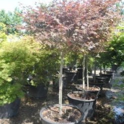 Japanse Esdoorn (Acer Palmatum 'Trompenburg') -Goedkope Hof Zaais Winkel acer palmatum trompenburg 120stam c240
