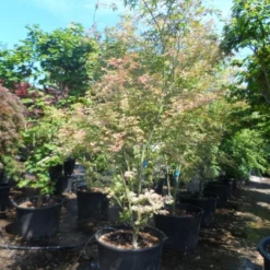 Japanse Esdoorn (Acer Palmatum 'Ukigumo') -Goedkope Hof Zaais Winkel acer palmatum ukigumo 200 250 c110
