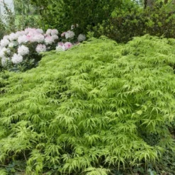 Japanse Esdoorn (Acer Palmatum 'Viridis')