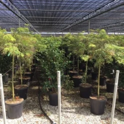 Japanse Esdoorn Op Stam (Acer Palmatum 'Viridis')