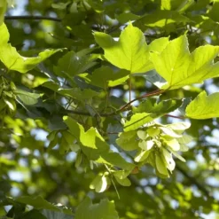 Esdoorn (Acer Pseudoplatanus 'Spaethii')