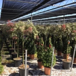 Japanse Esdoorn Op Stam (Acer Palmatum 'Tamuke Yama') -Goedkope Hof Zaais Winkel acer rossi palm. diss. tamukeyama halfstam