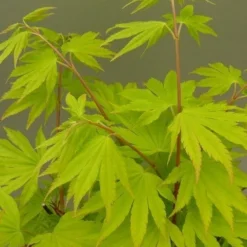 Japanse Esdoorn (Acer Shirasawanum 'Jordan') -Goedkope Hof Zaais Winkel acer shir. jordan 2