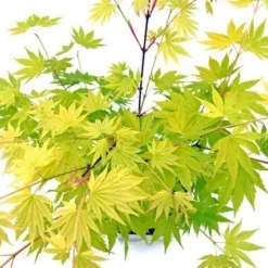 Japanse Esdoorn (Acer Shirasawanum 'Jordan') -Goedkope Hof Zaais Winkel acer shir. jordan 3