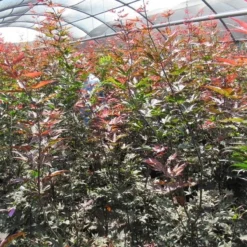 Japanse Esdoorn (Acer Palmatum 'Skeeter's Broom') -Goedkope Hof Zaais Winkel acer skeeters broom