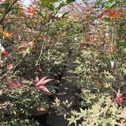 Japanse Esdoorn (Acer Palmatum 'Skeeter's Broom') -Goedkope Hof Zaais Winkel acer skeeters broom 125 150 is al simpel product van