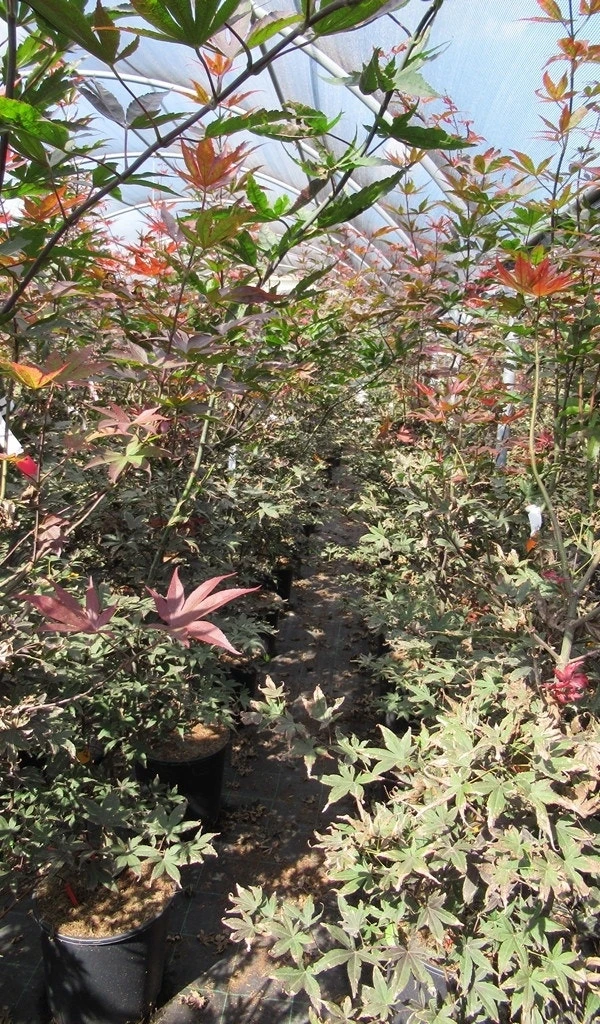 Japanse Esdoorn (Acer Palmatum 'Skeeter's Broom') - Afbeelding 3