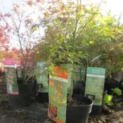 Japanse Esdoorn (Acer Palmatum 'Wilson's Pink Dwarf') -Goedkope Hof Zaais Winkel acerpinkdwarf01