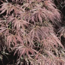 Japanse Esdoorn (Acer Palmatum 'Ornatum') -Goedkope Hof Zaais Winkel acpornat 11