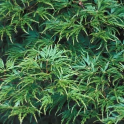 Japanse Esdoorn (Acer Palmatum 'Seiryu') -Goedkope Hof Zaais Winkel acpseiry 6