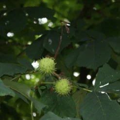 Paardenkastanje (Aesculus Hippocastanum 'Baumannii') -Goedkope Hof Zaais Winkel aesculus hippocastanum 1