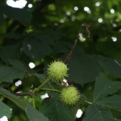 Paardenkastanje (Aesculus Hippocastanum 'Baumannii') -Goedkope Hof Zaais Winkel aesculus hippocastanum 2