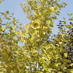 Goudels (Alnus Incana 'Aurea') 3 Goudels (Alnus Incana 'Aurea') -Goedkope Hof Zaais Winkel alnus incana aurea 01