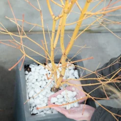 Japanse Esdoorn (Acer Palmatum 'Bi Hoo') 11 Japanse Esdoorn (Acer Palmatum 'Bi Hoo') -Goedkope Hof Zaais Winkel bi hoo 1