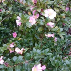 Camelia Als Boom (Camellia Sasanqua) 5 Camelia Als Boom (Camellia Sasanqua) -Goedkope Hof Zaais Winkel camellia sasangua 2 1