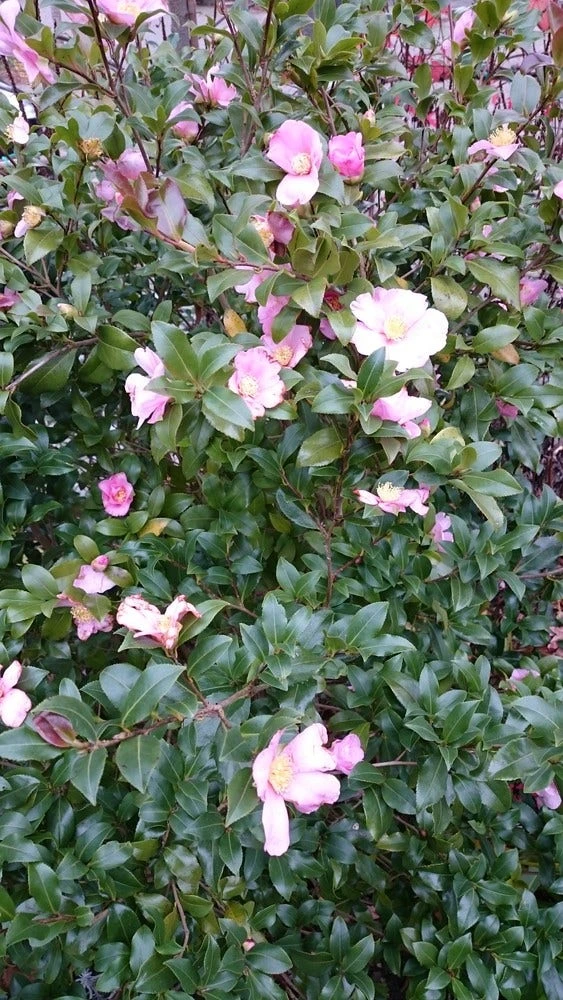 Camelia Als Boom (Camellia Sasanqua) 3 Camelia Als Boom (Camellia Sasanqua) - Afbeelding 3