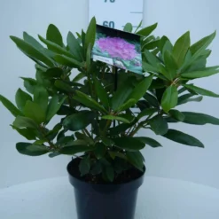 Rhododendron (Rhododendron Catawbiense 'Boursault') 15 Rhododendron (Rhododendron Catawbiense 'Boursault') -Goedkope Hof Zaais Winkel cat. boursalt c5 voor