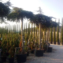 Ceder Als Dakboom (Cedrus Deodara 'Pendula') -Goedkope Hof Zaais Winkel cedrus deodara dak