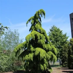 Treurceder (Cedrus Deodara 'Pendula') -Goedkope Hof Zaais Winkel cedrus deodara pendula
