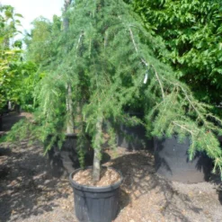 Treurceder (Cedrus Deodara 'Pendula') -Goedkope Hof Zaais Winkel cedrus deodara pendula 20 25ho c110