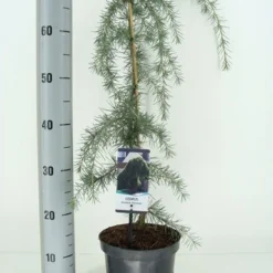 Treurceder (Cedrus Deodara 'Pendula') -Goedkope Hof Zaais Winkel cedrus deodara pendula c3 m 1