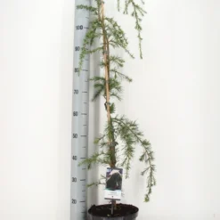 Treurceder (Cedrus Deodara 'Pendula') -Goedkope Hof Zaais Winkel cedrus deodara pendula c5 m 1