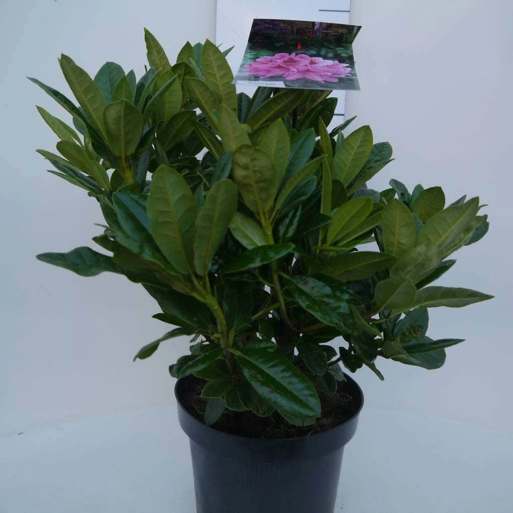 Rhododendron (Rhododendron 'Cosmopolitan') 1 Rhododendron (Rhododendron 'Cosmopolitan')