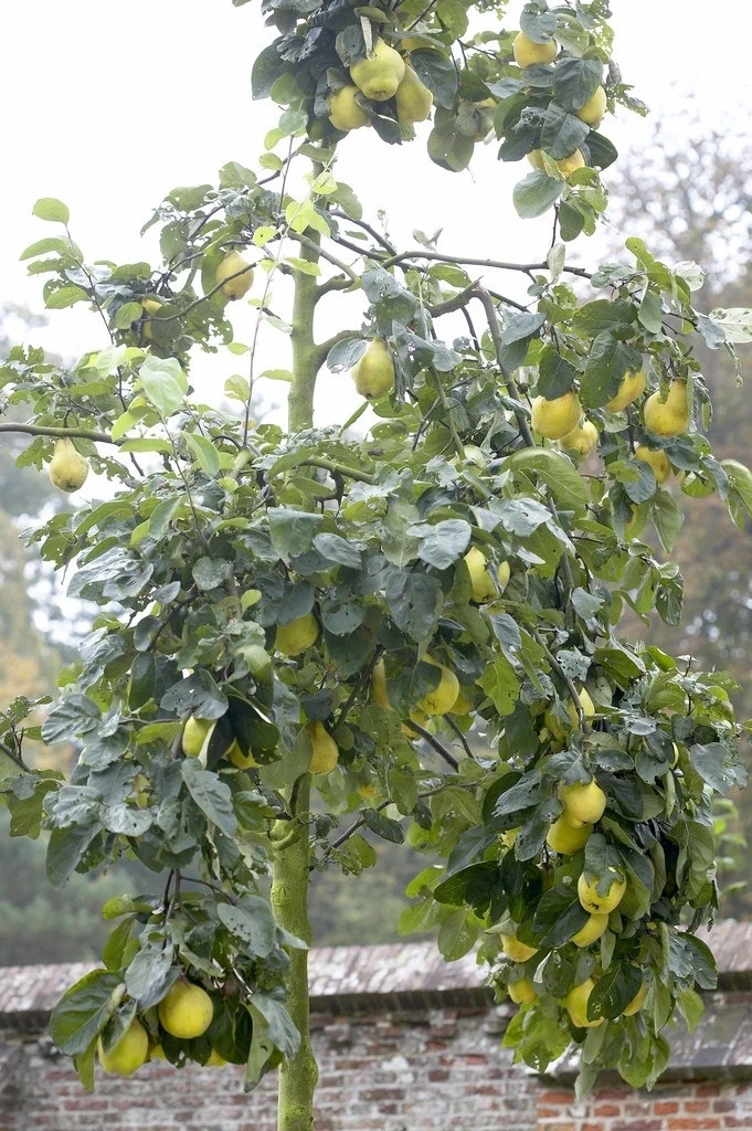 Kweepeer (Cydonia Oblonga 'Portugal') 1 Kweepeer (Cydonia Oblonga 'Portugal')