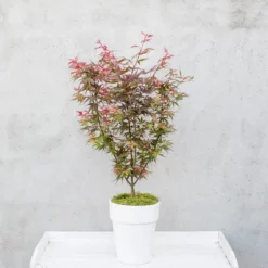 Japanse Esdoorn (Acer Palmatum 'Shaina') 10 Japanse Esdoorn (Acer Palmatum 'Shaina') -Goedkope Hof Zaais Winkel dsc 8156