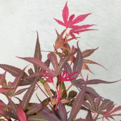 Japanse Esdoorn (Acer Palmatum 'Shaina') 8 Japanse Esdoorn (Acer Palmatum 'Shaina') -Goedkope Hof Zaais Winkel dsc 8190