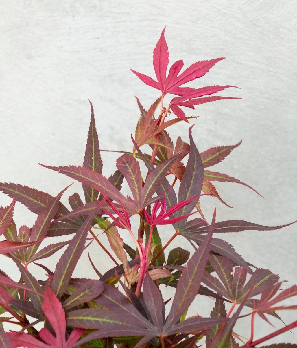 Japanse Esdoorn (Acer Palmatum 'Shaina') 2 Japanse Esdoorn (Acer Palmatum 'Shaina') - Afbeelding 2