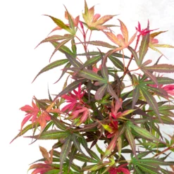 Japanse Esdoorn (Acer Palmatum 'Shaina') 9 Japanse Esdoorn (Acer Palmatum 'Shaina') -Goedkope Hof Zaais Winkel dsc 8195