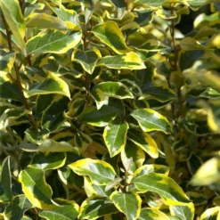 Bontbladige Olijfwilg Als Boom (Elaeagnus Ebbingei 'Gilt Edge') -Goedkope Hof Zaais Winkel elaeagnusgiltedgev01