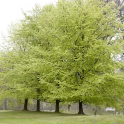 Beukenboom (Fagus Sylvatica)