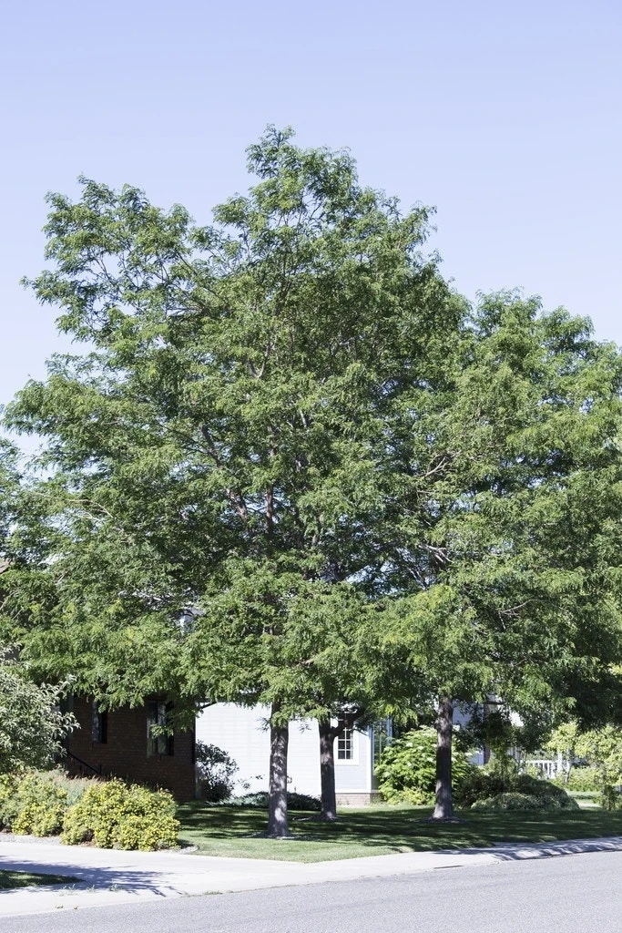 Valse Christusdoorn (Gleditsia Triacanthos) 1 Valse Christusdoorn (Gleditsia Triacanthos)