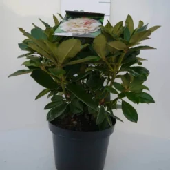 Dwergrhododendron (Rhododendron 'Golden Torch') 19 Dwergrhododendron (Rhododendron 'Golden Torch') -Goedkope Hof Zaais Winkel golden torch c4 voor