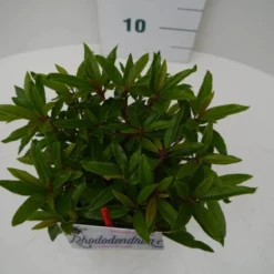 Rhododendron (Rhododendron 'Graziella') 11 Rhododendron (Rhododendron 'Graziella') -Goedkope Hof Zaais Winkel graziella c2 boven