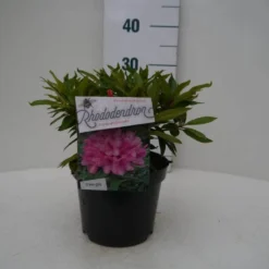 Rhododendron (Rhododendron 'Graziella') 10 Rhododendron (Rhododendron 'Graziella') -Goedkope Hof Zaais Winkel graziella c2 voor