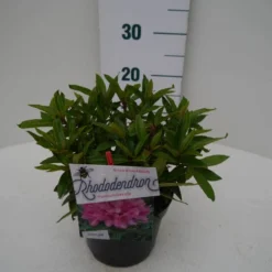 Rhododendron (Rhododendron 'Graziella') 12 Rhododendron (Rhododendron 'Graziella') -Goedkope Hof Zaais Winkel graziella c2 zij