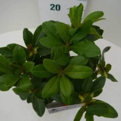 Rhododendron (Rhododendron 'Horizon Monarch') -Goedkope Hof Zaais Winkel hor. monarch c2 boven