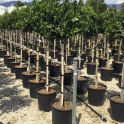 Hulst Op Stam (Ilex 'Nellie R Stevens') -Goedkope Hof Zaais Winkel ilexrstevens03