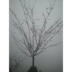 Roze Winterkers (Prunus Subhirtella 'Autumnalis Rosea') 7 Roze Winterkers (Prunus Subhirtella 'Autumnalis Rosea') -Goedkope Hof Zaais Winkel japanse sierkers prunus subhirtella autumnalis 33511 1d1