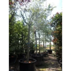 Roze Winterkers (Prunus Subhirtella 'Autumnalis Rosea') 6 Roze Winterkers (Prunus Subhirtella 'Autumnalis Rosea') -Goedkope Hof Zaais Winkel japanse sierkers prunus subhirtella autumnalis 33511 cb4