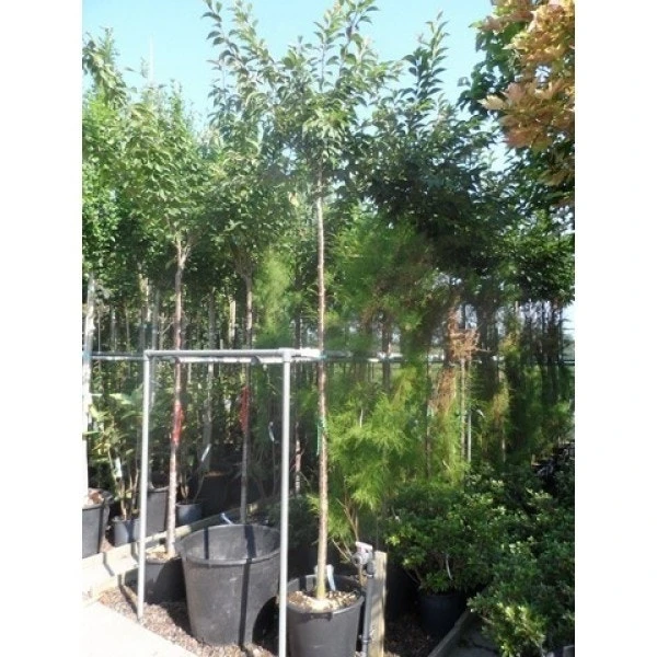 Roze Winterkers (Prunus Subhirtella 'Autumnalis Rosea') 2 Roze Winterkers (Prunus Subhirtella 'Autumnalis Rosea') - Afbeelding 2