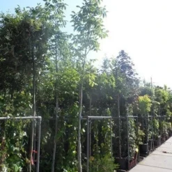 Walnotenboom (Juglans Regia) 9 Walnotenboom (Juglans Regia) -Goedkope Hof Zaais Winkel juglans regia 10 12 14ho cont