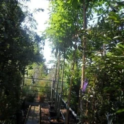 Walnotenboom (Juglans Regia) 8 Walnotenboom (Juglans Regia) -Goedkope Hof Zaais Winkel juglans regia 12 14 16ho cont