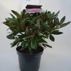 Dwergrhododendron (Rhododendron 'Kalinka') 6 Dwergrhododendron (Rhododendron 'Kalinka') -Goedkope Hof Zaais Winkel kalinka c4 voor