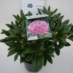 Dwergrhododendron (Rhododendron 'Kalinka') 7 Dwergrhododendron (Rhododendron 'Kalinka') -Goedkope Hof Zaais Winkel kalinka c4 zij