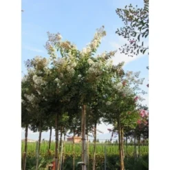 Witte Lagerstroemia Als Boom (Lagerstroemia Indica) 7 Witte Lagerstroemia Als Boom (Lagerstroemia Indica) -Goedkope Hof Zaais Winkel lagerstroemia indica boom wit01