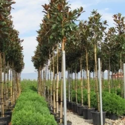 Beverboom (Magnolia Grandiflora 'Gallissoniere')